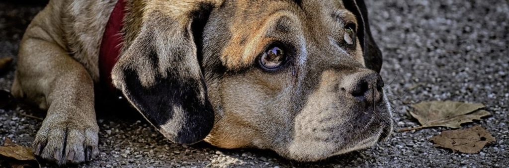 Die häufigsten Symptome bei IBD/IGOR des Hundes IBD Hund