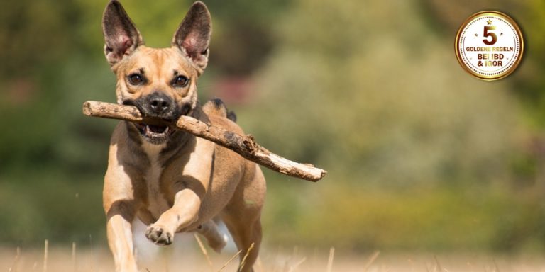 5 goldene Regeln zum Umgang mit IBD/IGOR IBD Hund