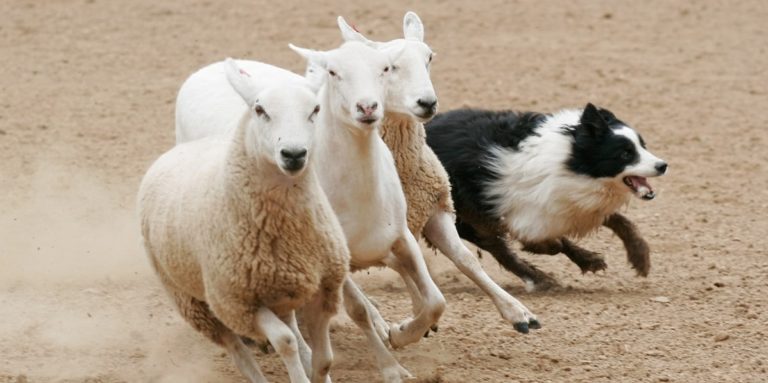 Risikofaktoren für IBD/IGOR des Hundes IBD Hund